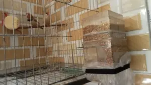 Zebra Finch Full Setup