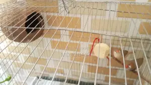 Zebra Finch Full Setup