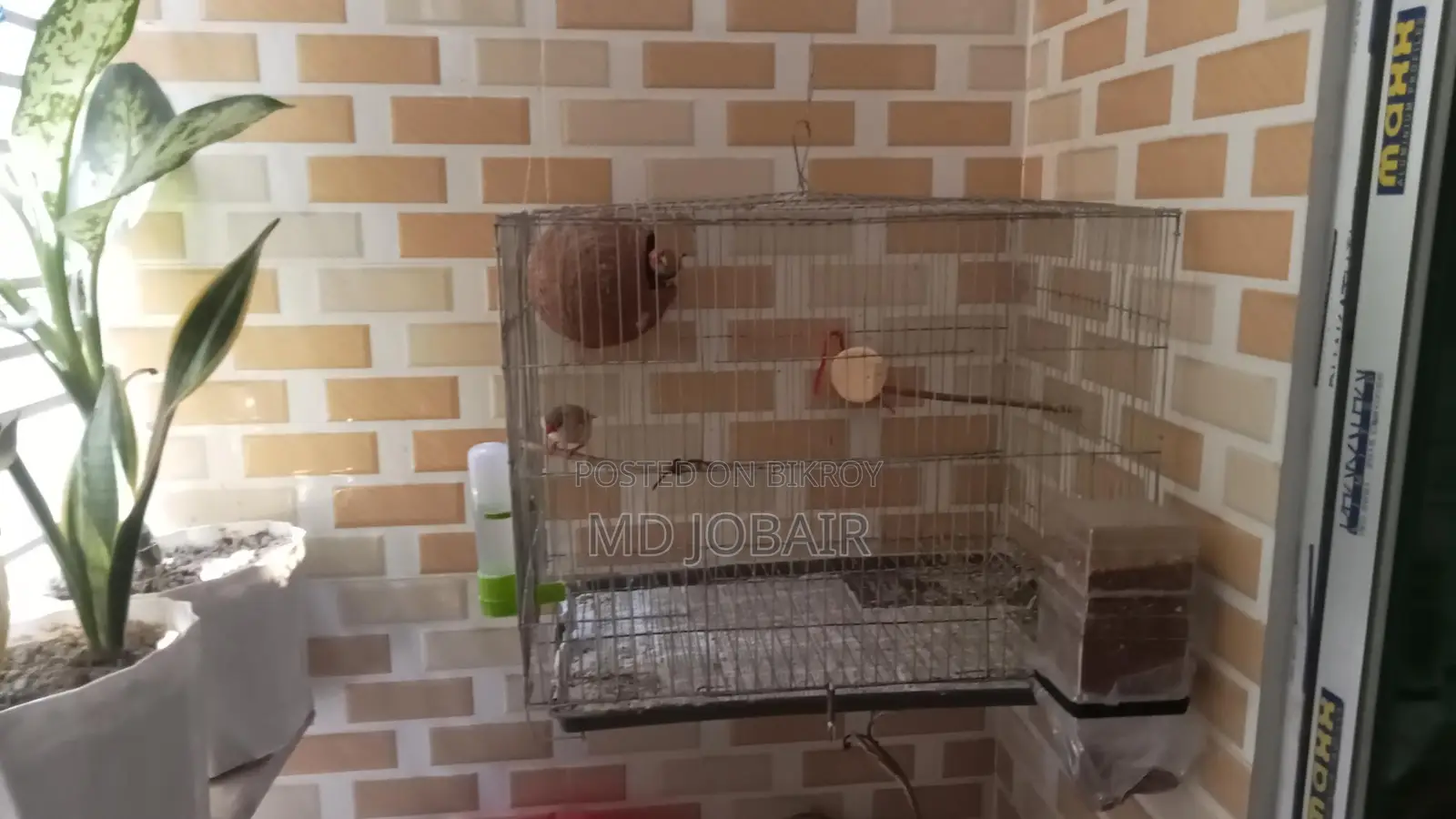 Zebra Finch Full Setup