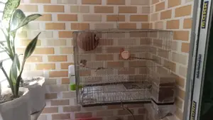 Zebra Finch Full Setup