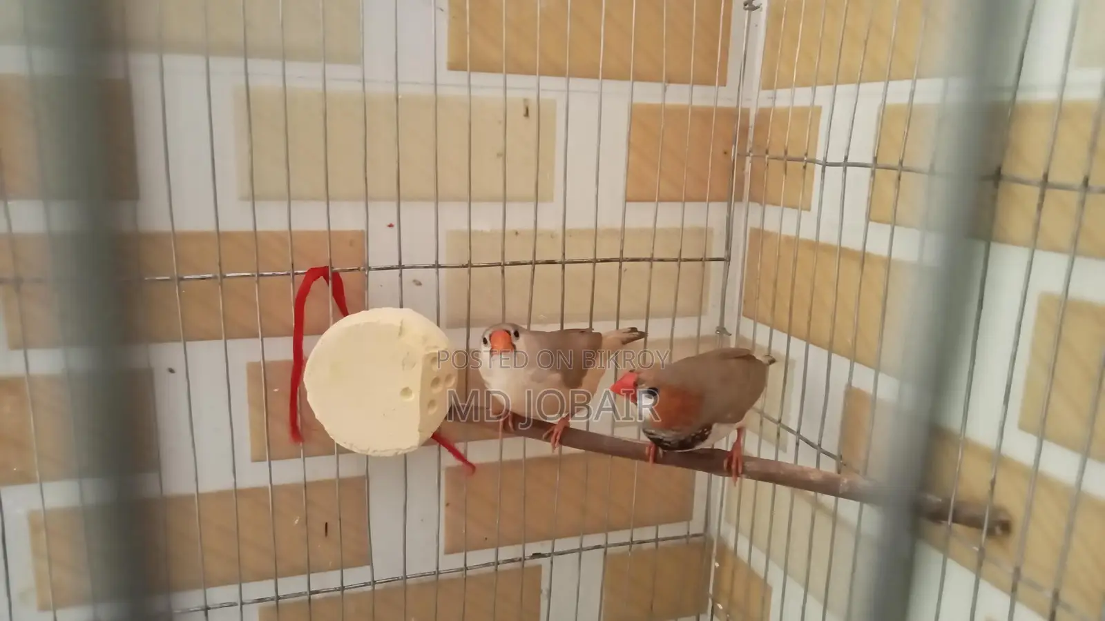 Zebra Finch Full Setup