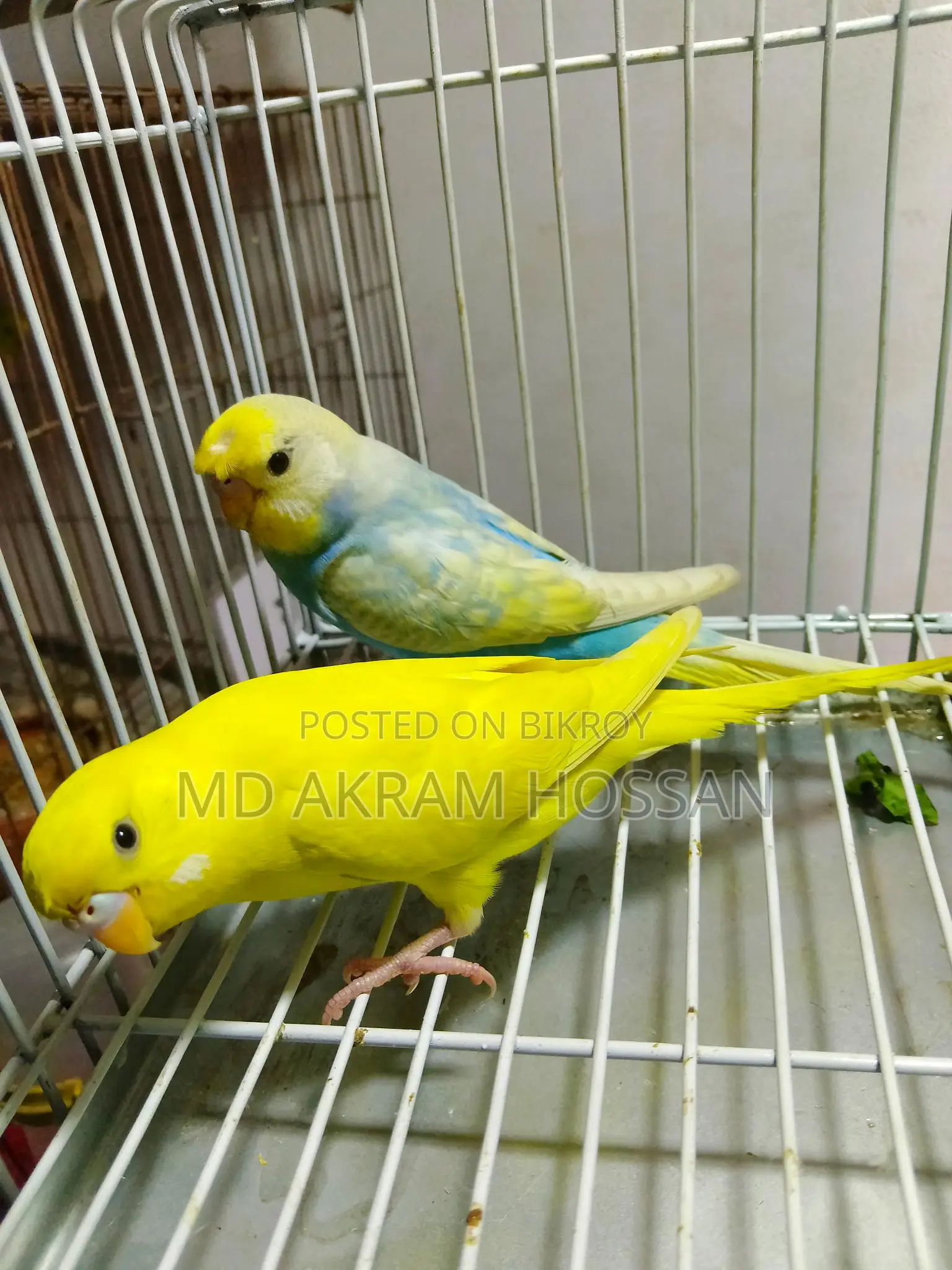 বাজরীগার পাখি