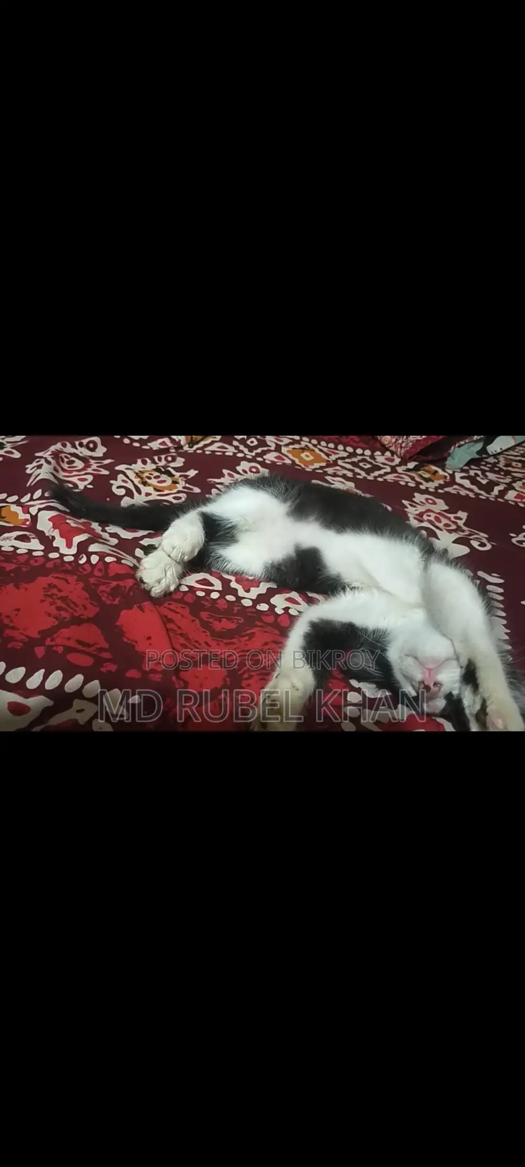 Selling Cat