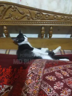 Selling Cat