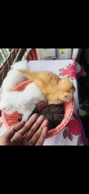 ট্রেডিশনাল পারসিয়ান কিটেন