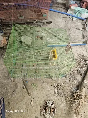 তিনটা পাখির খাঁচা আছে