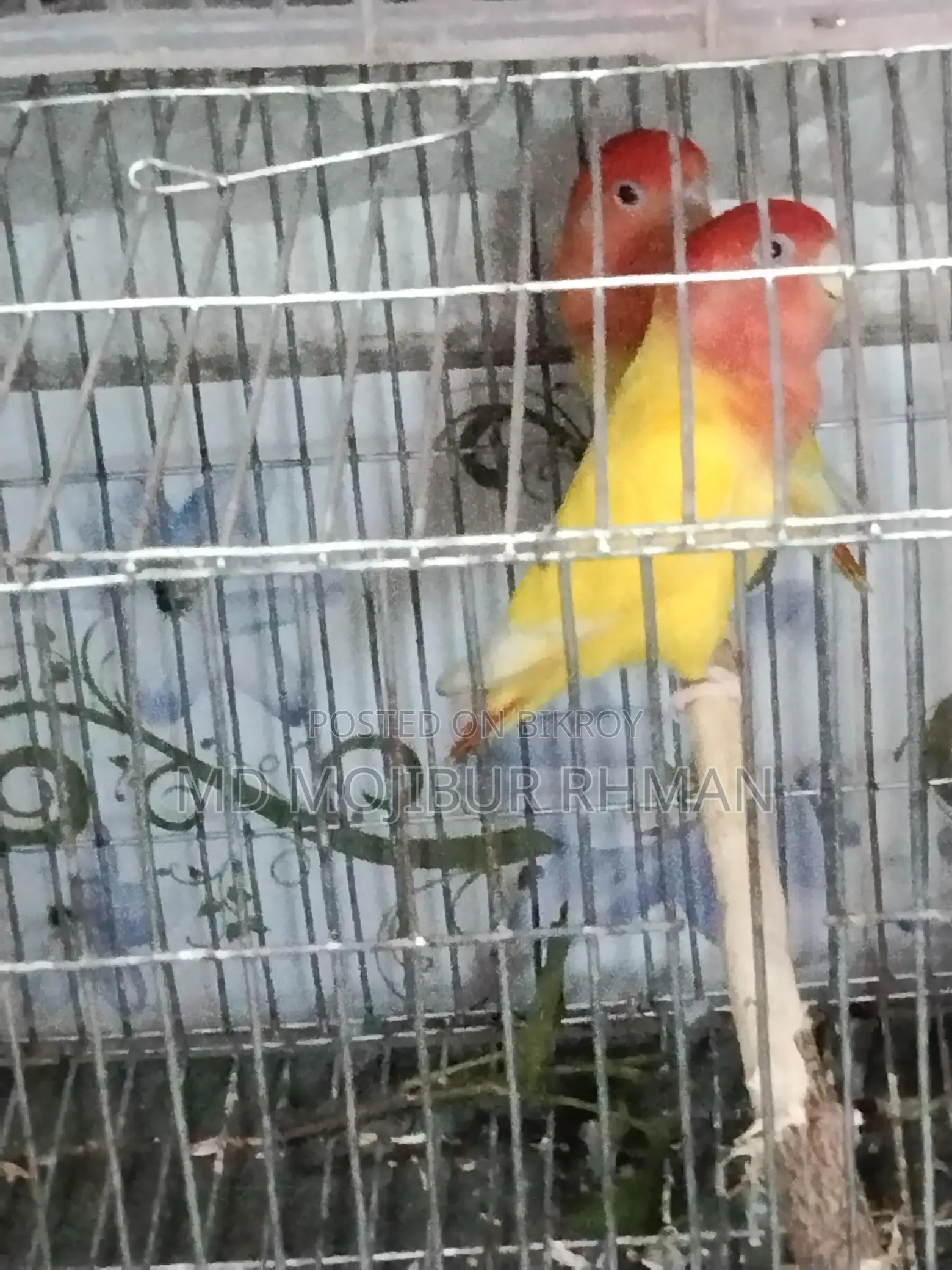 A pair of Lovebirds for sale
