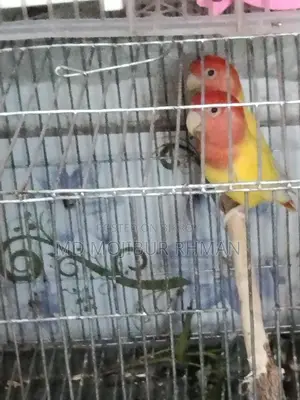 A pair of Lovebirds for sale