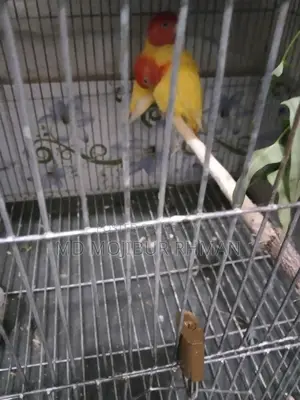 A pair of Lovebirds for sale
