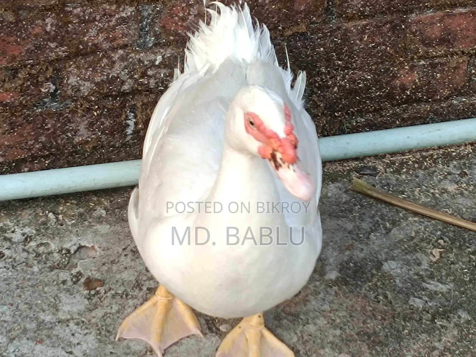White Chinese Duck Running Male for Sale