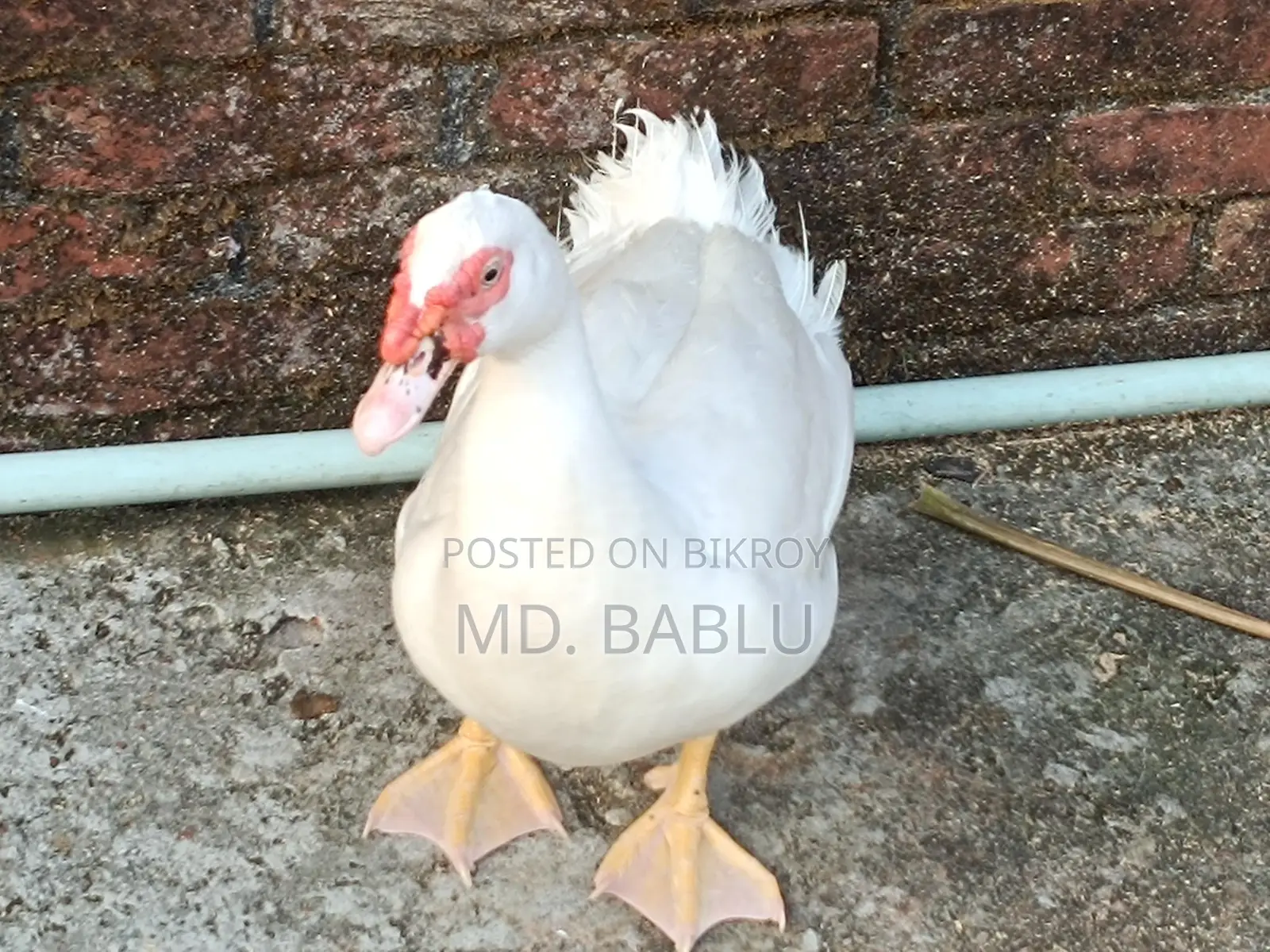 White Chinese Duck Running Male for Sale