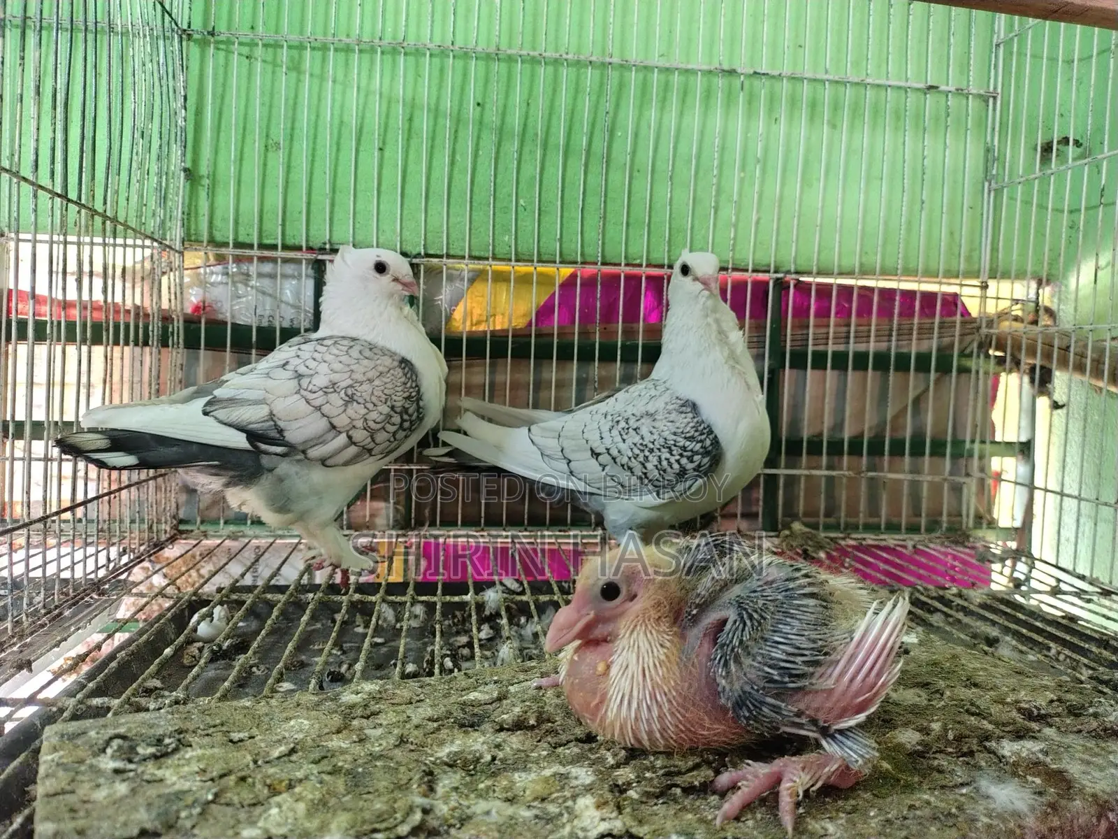 Hacking Pigeon