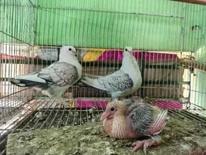 হ্যাকিং কবুতর