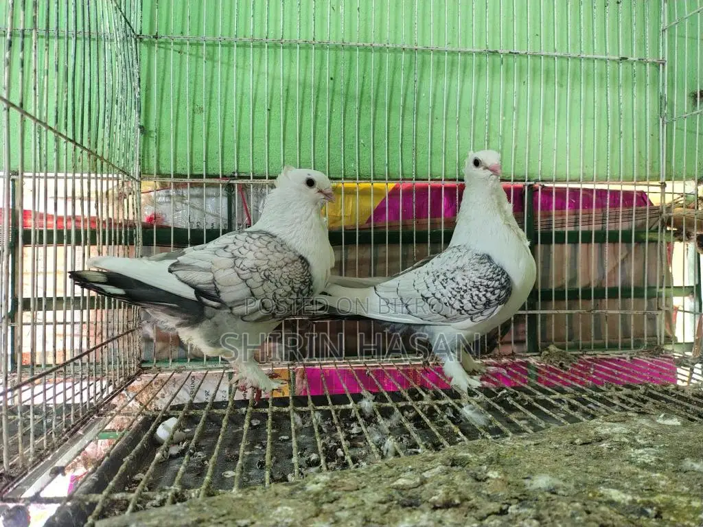 Hacking Pigeon
