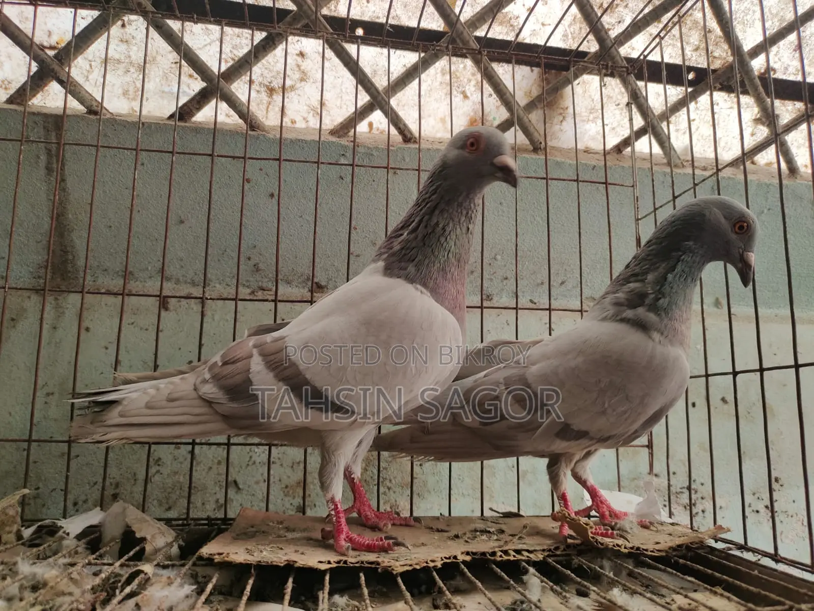 Silver Racer Pigeon