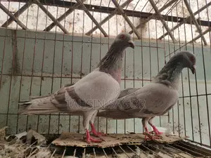 Silver Racer Pigeon