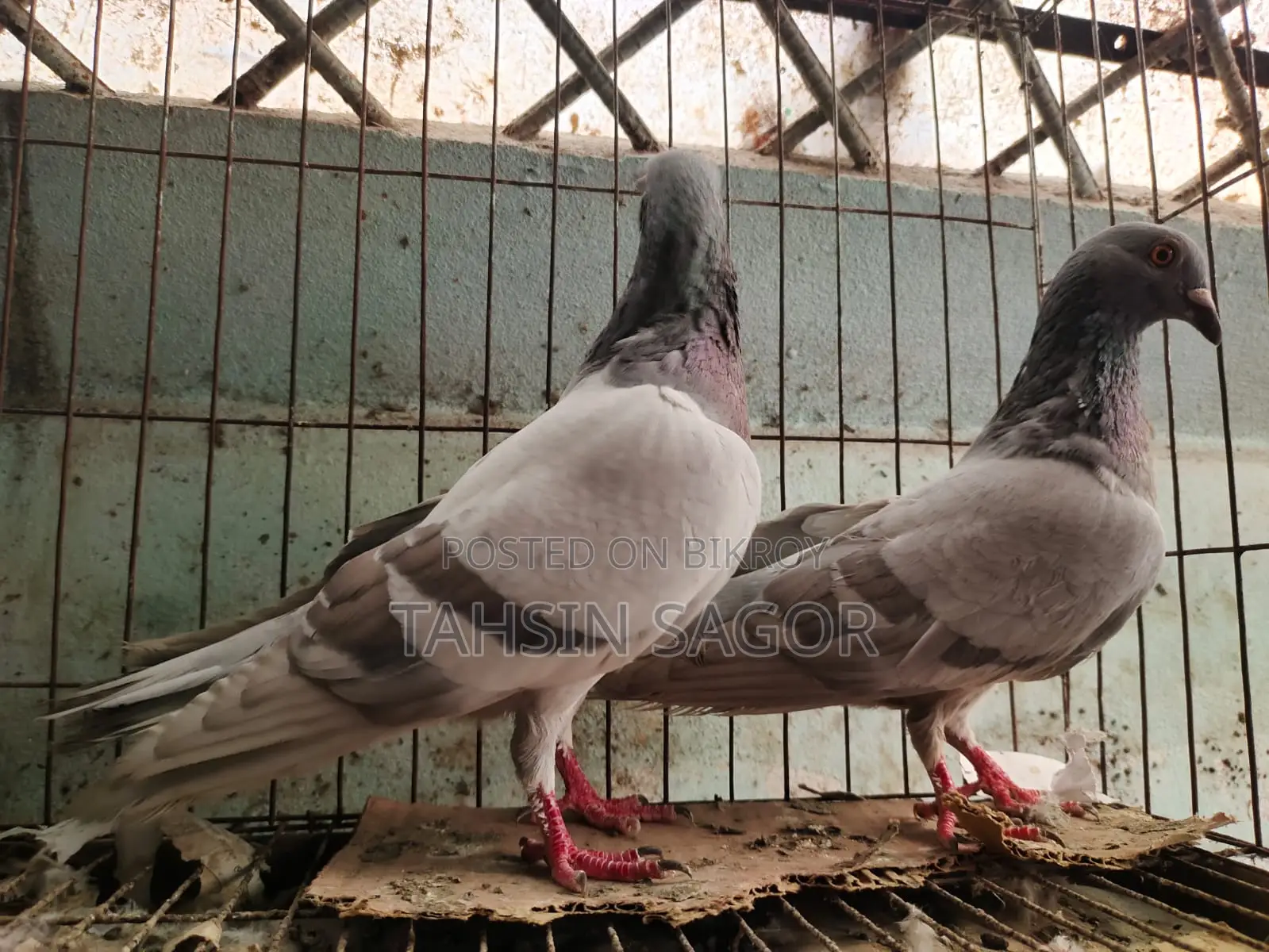 Silver Racer Pigeon