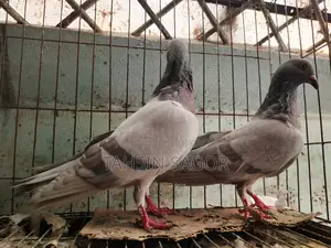 Silver Racer Pigeon
