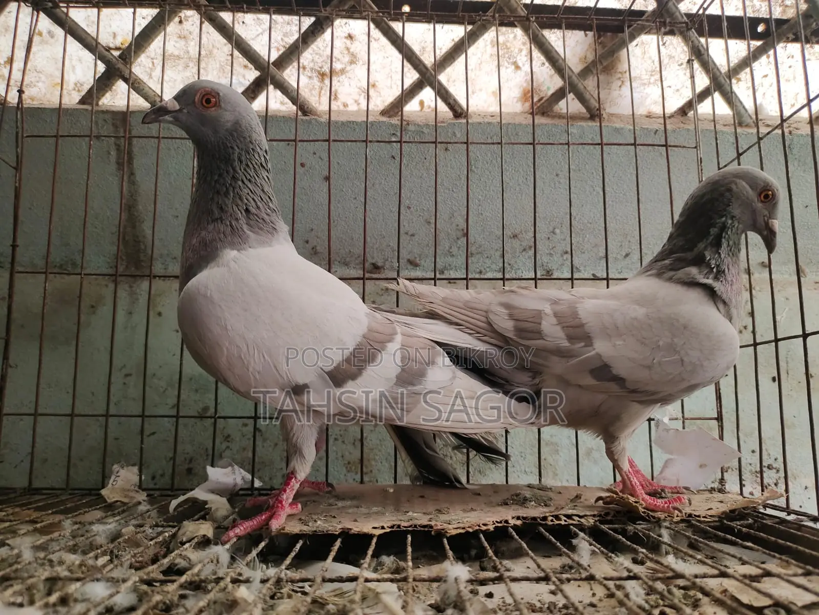 Silver Racer Pigeon