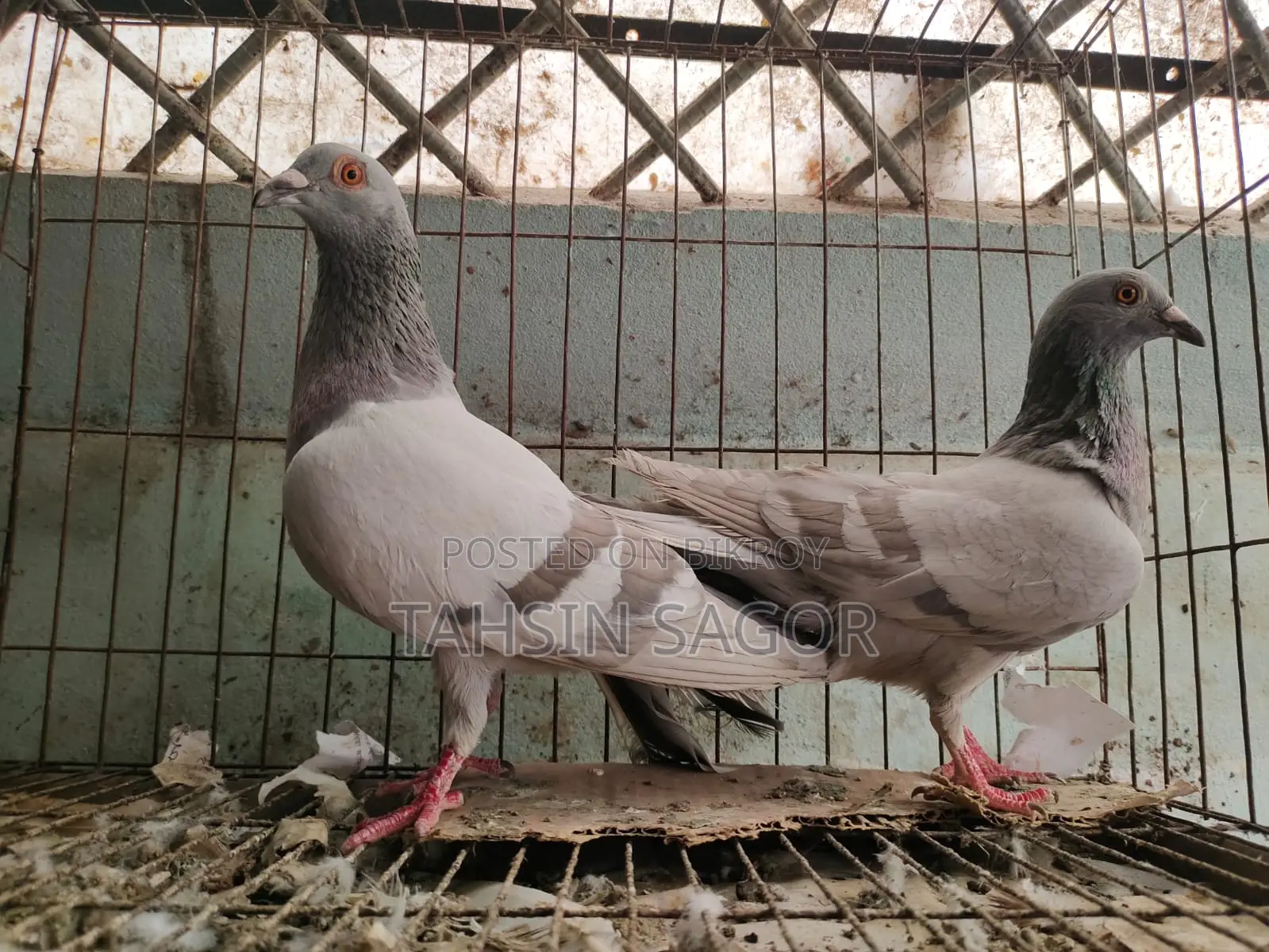 Silver Racer Pigeon