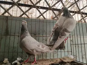 Silver Racer Pigeon