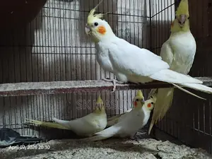 5 Kokatel Pahi Sel Hobe