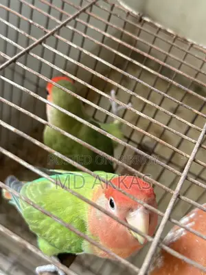 Love Bird