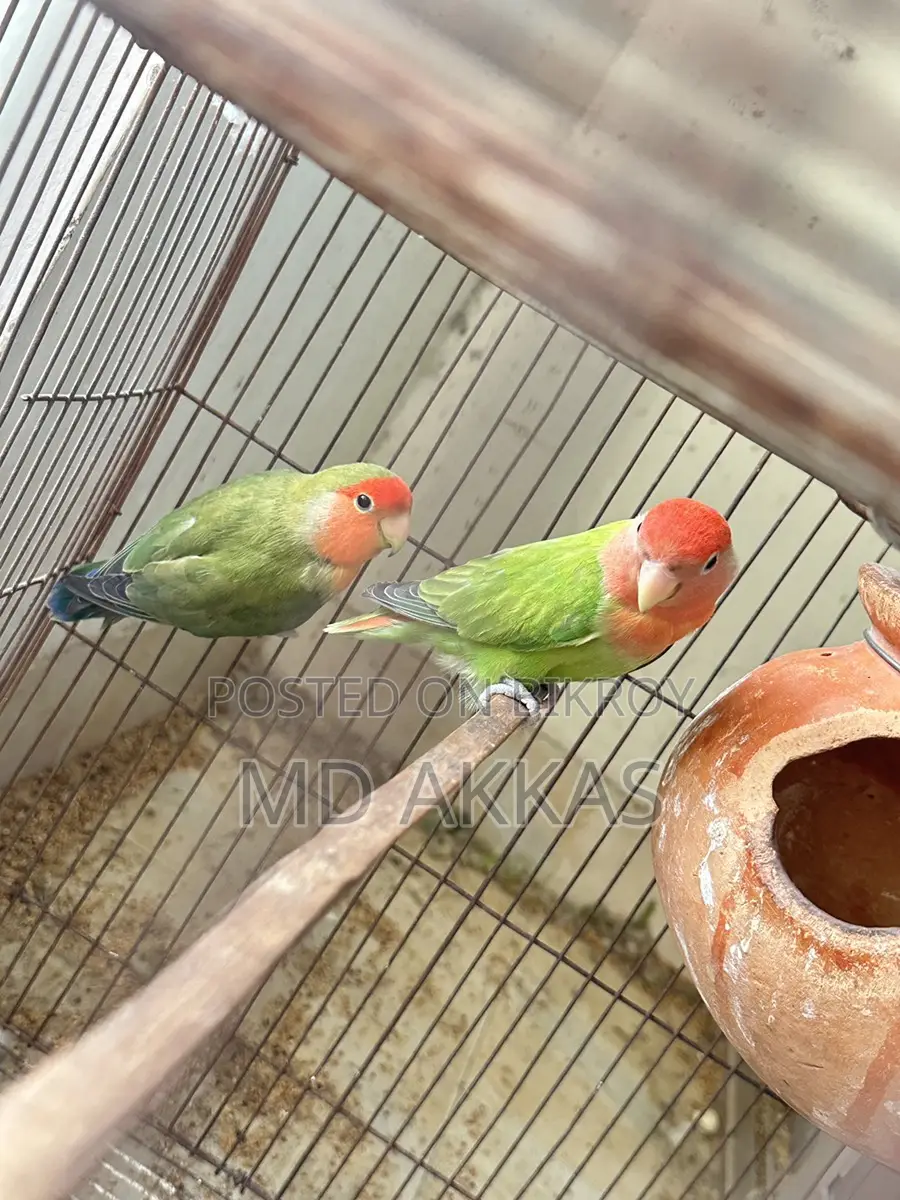 Love Bird
