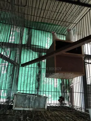 Java Finch with Eggs