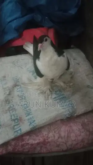 KOBUTOR FOR SALE