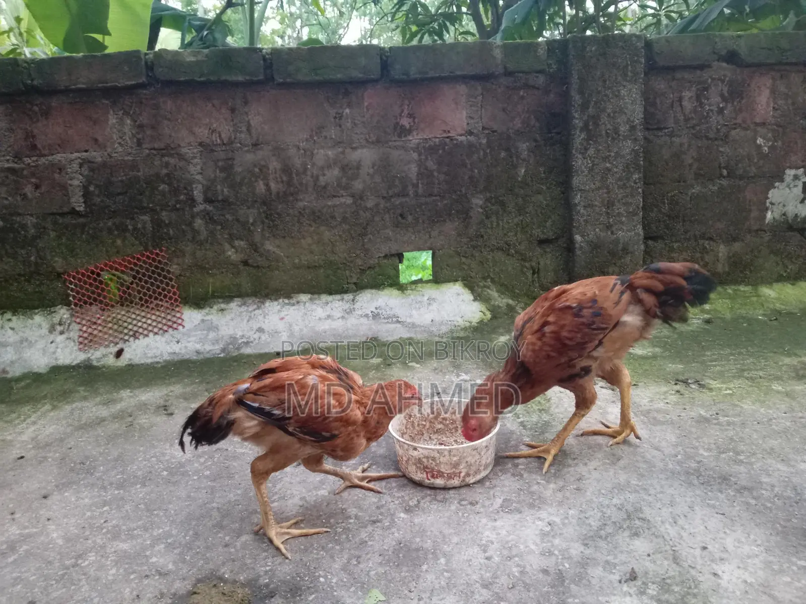 High-Quality Sarali Roosters and Hens