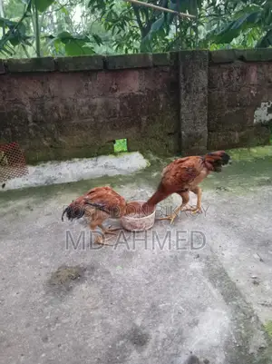 High-Quality Sarali Roosters and Hens