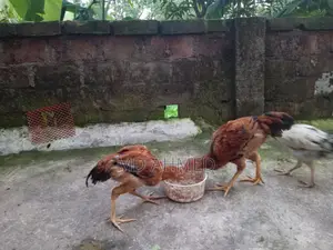 High-Quality Sarali Roosters and Hens