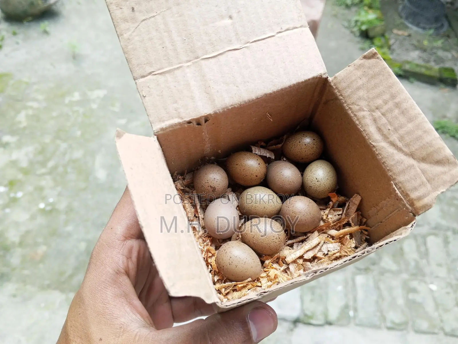 Running King Quail For Sale... Dhamaka Offer