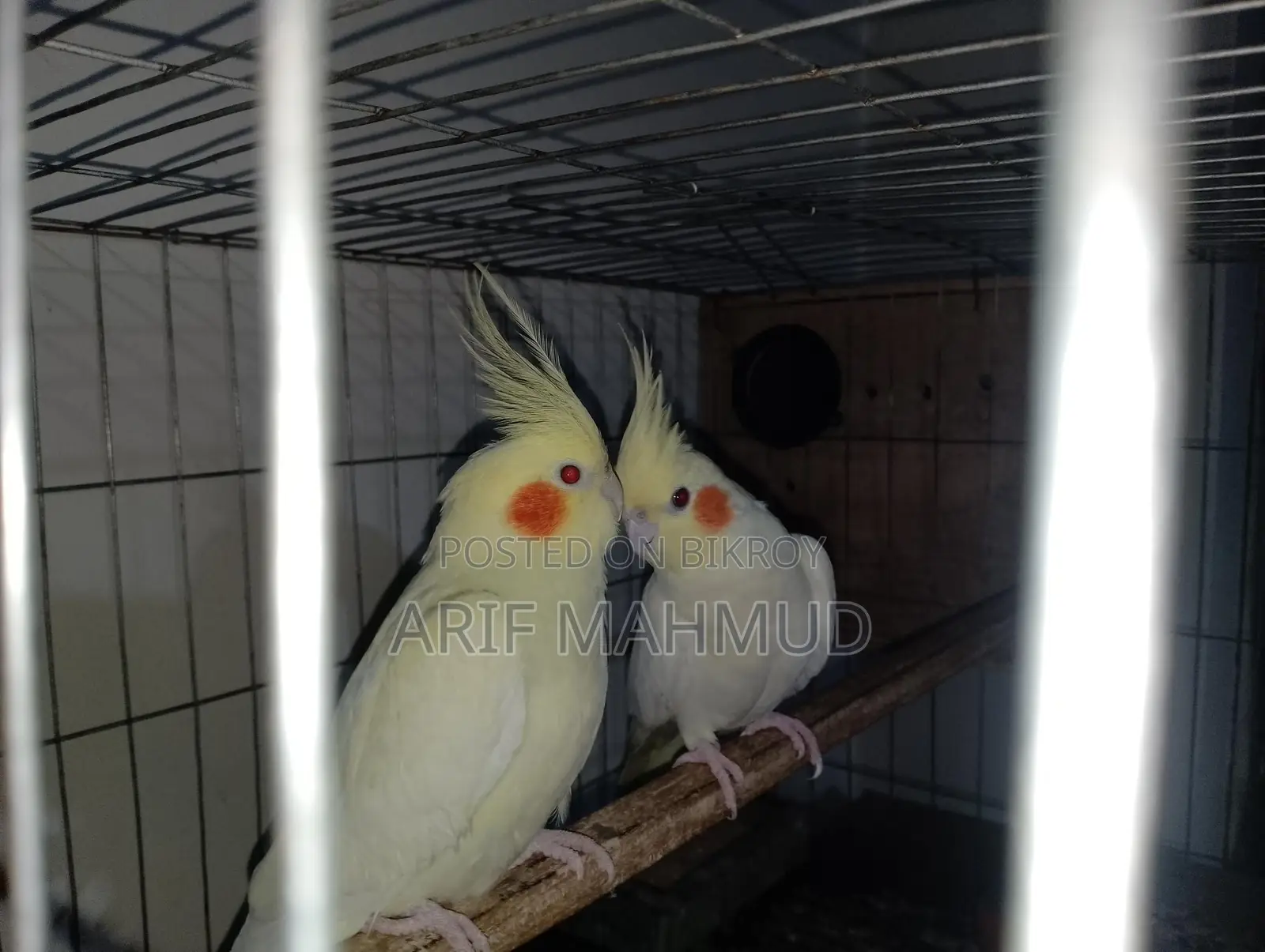Cocktail Lutino Bird