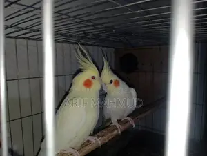 Cocktail Lutino Bird