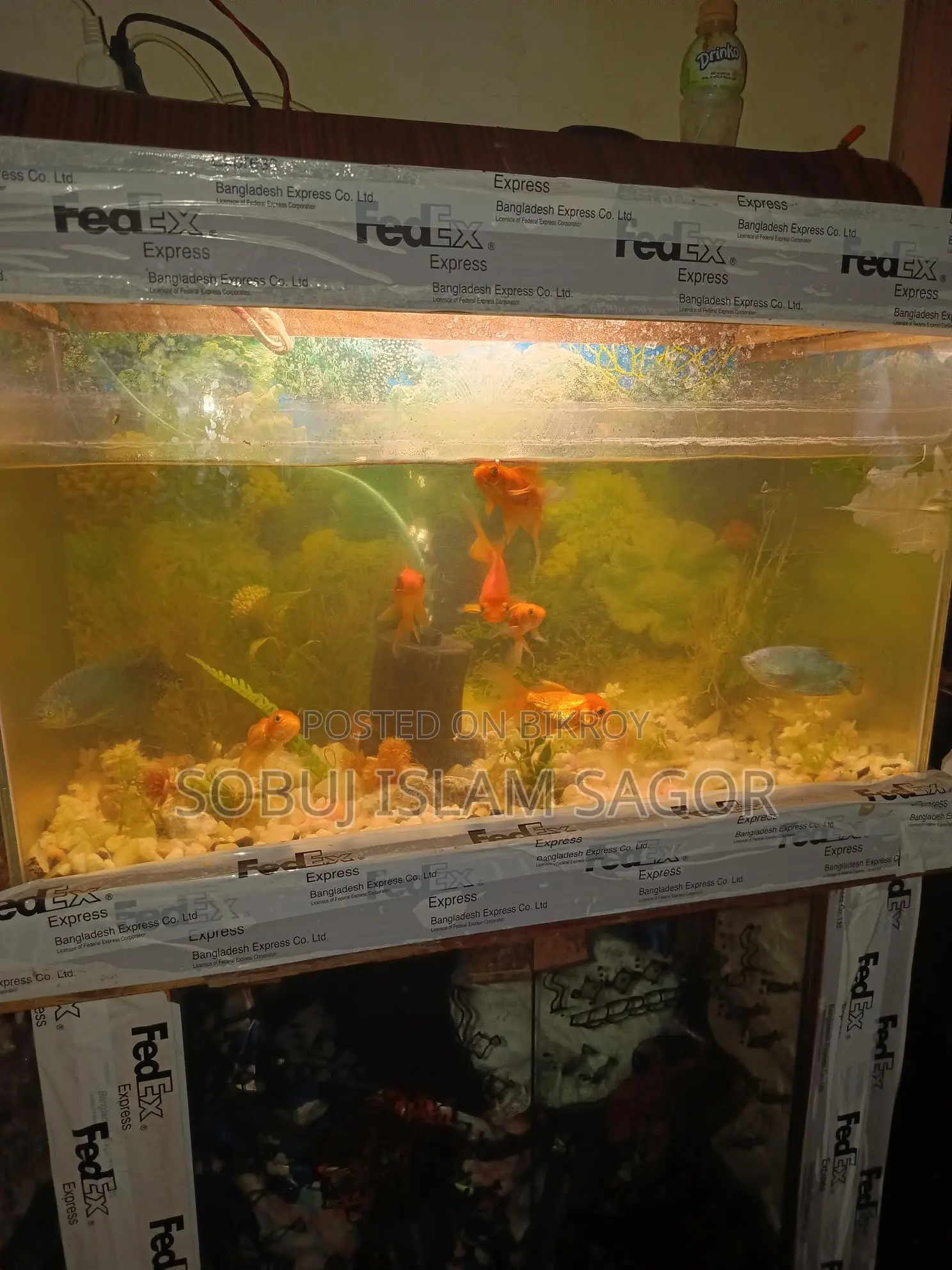 Aquarium Fish for Sale