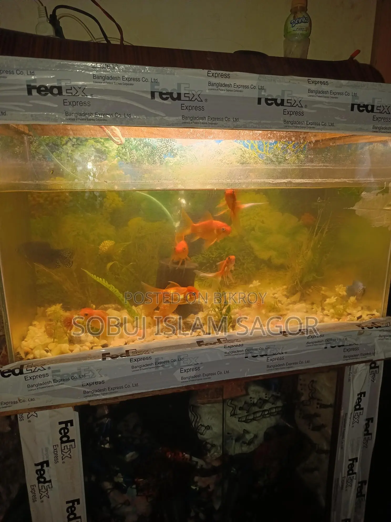 Aquarium Fish for Sale