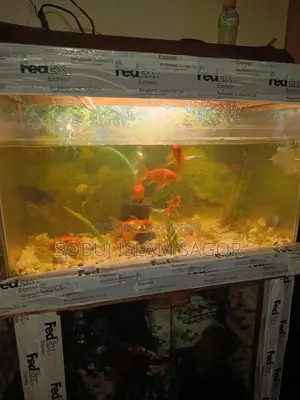 Aquarium Fish for Sale