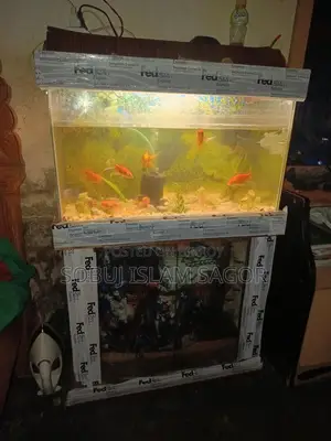 Aquarium Fish for Sale