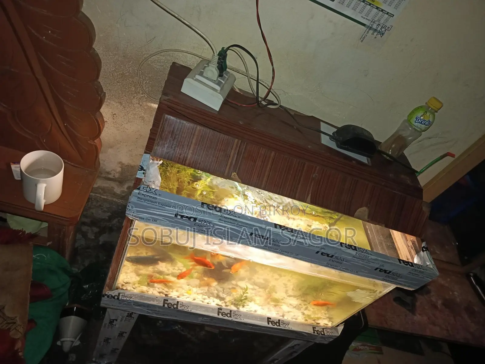 Aquarium Fish for Sale