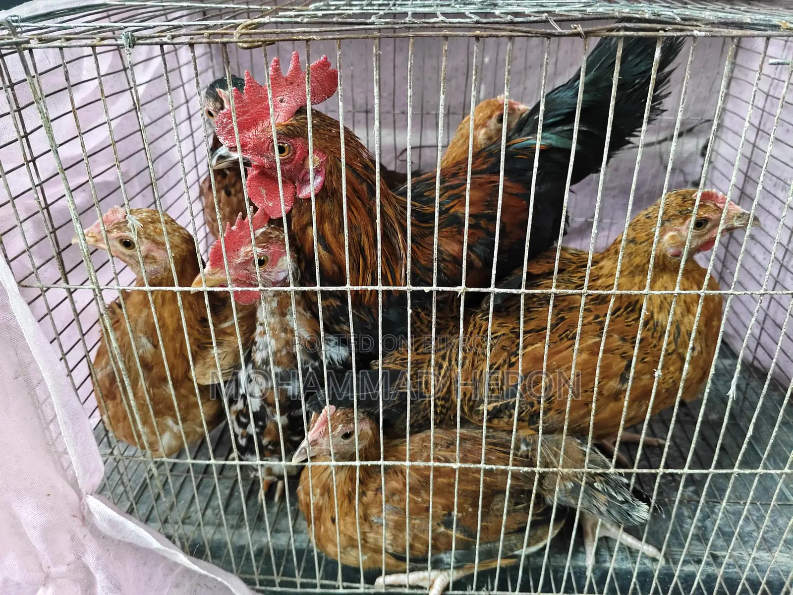 অরিজিনাল দেশি মুরগি