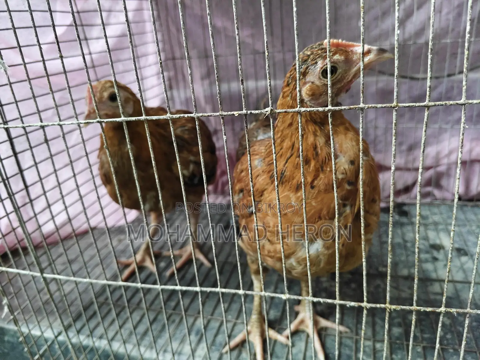 অরিজিনাল দেশি মুরগি