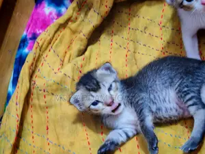 বিড়াল ফ্রী দেওয়া হবে