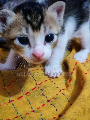 বিড়াল ফ্রী দেওয়া হবে
