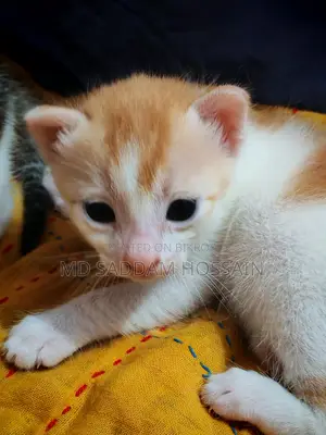 বিড়াল ফ্রী দেওয়া হবে