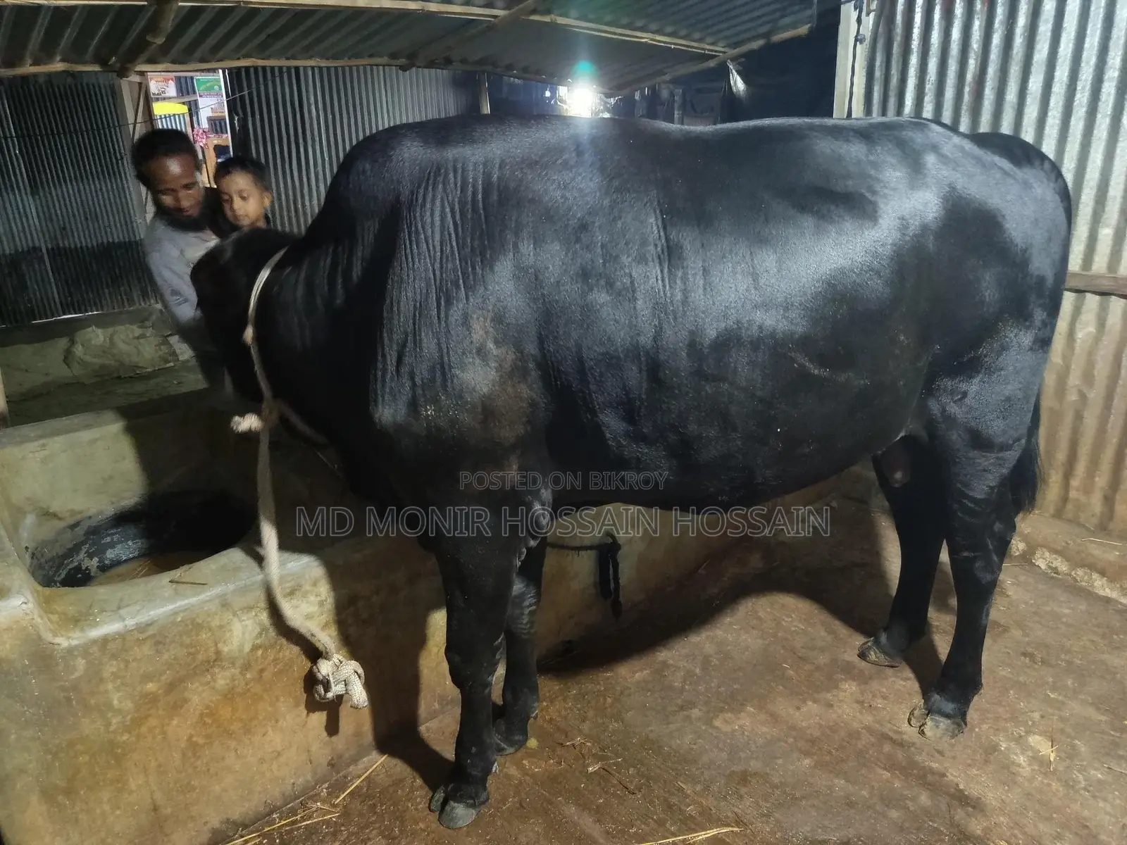 একটি ষার ক্রোস গরু