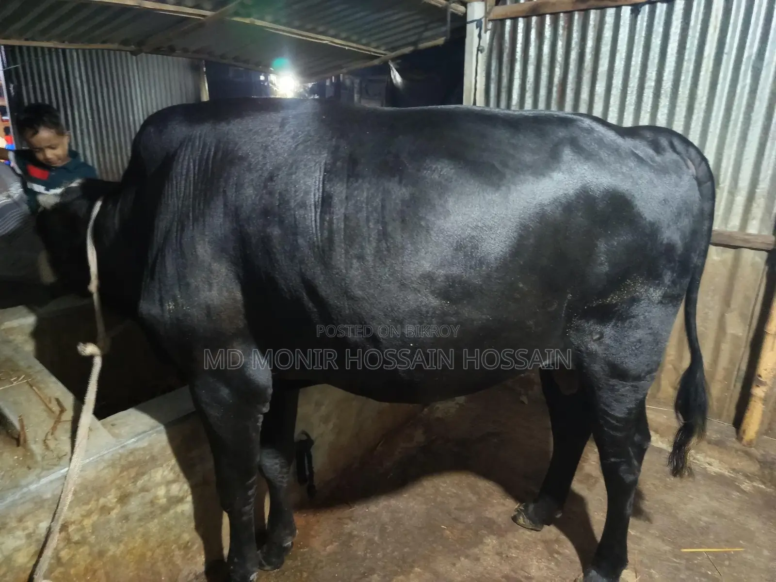 একটি ষার ক্রোস গরু