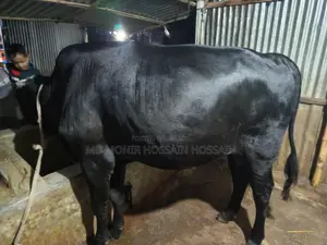 একটি ষার ক্রোস গরু