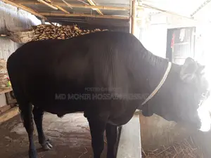 একটি ষার ক্রোস গরু